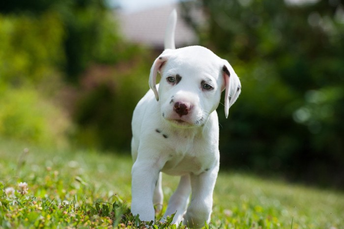 斑点模様の少ないダルメシアンの子犬