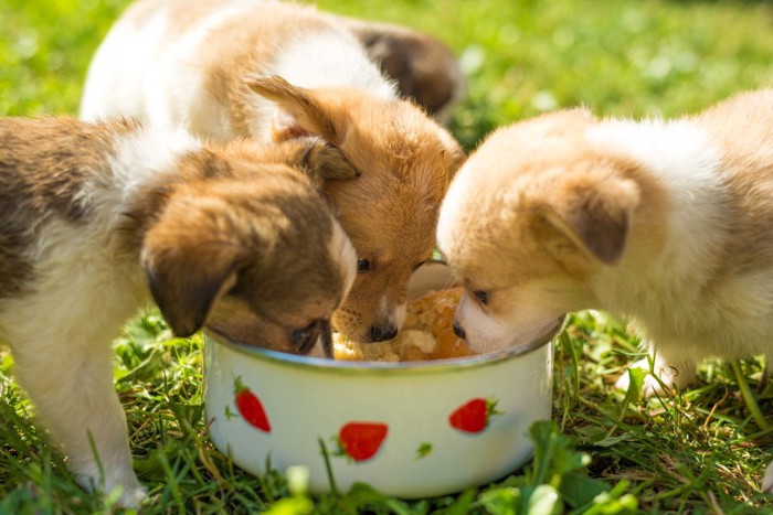 食事中の子犬3匹