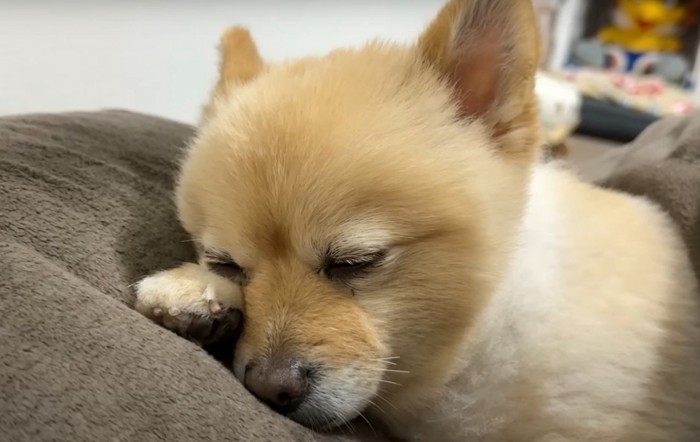 目を閉じた犬のアップ