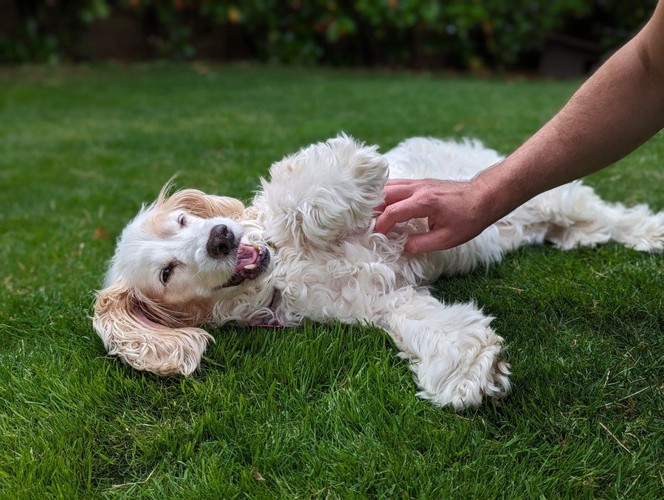 芝生の上でお腹を撫でてもらう犬