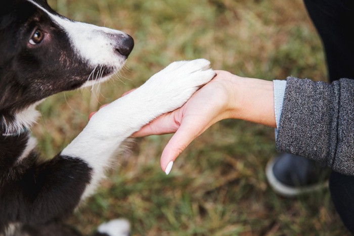 手をつなぐ犬と人