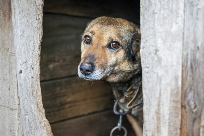 怯えた様子の犬