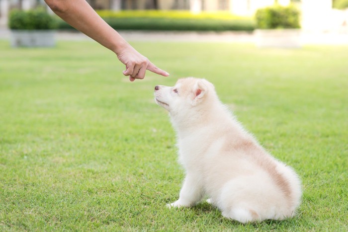 指をさされている子犬