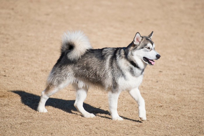 アラスカンマラミュート