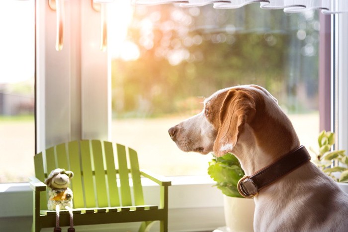 窓から外を見る首輪をつけた犬