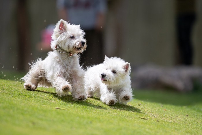 二匹のウェスティ