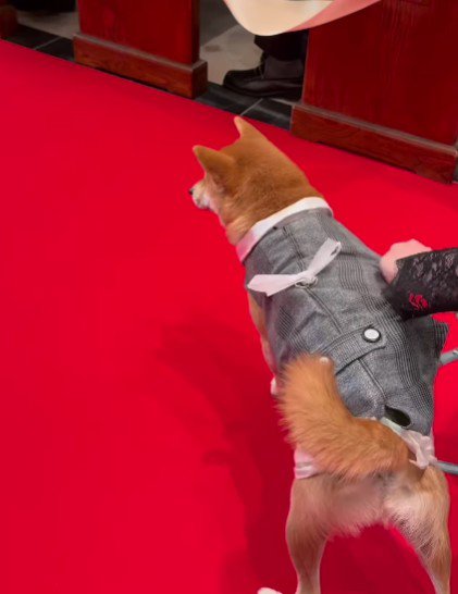 リングドッグに挑戦！