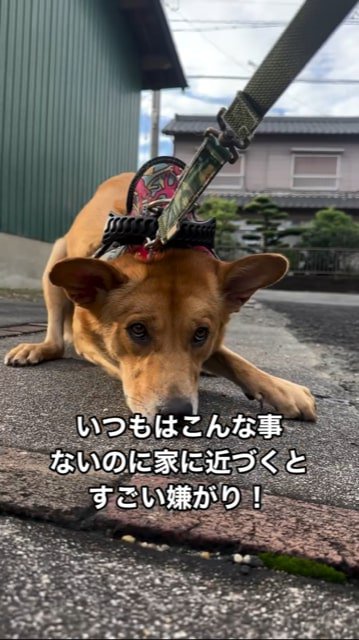 地面に踏ん張る犬