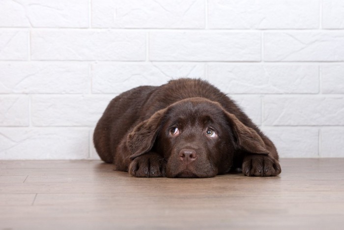 床に伏せて怯える子犬