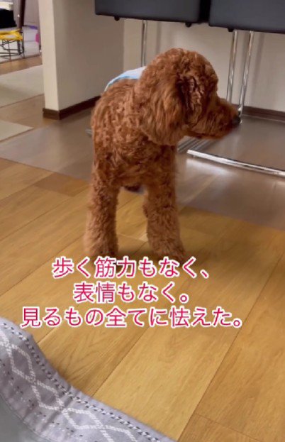 家に迎え入れることに