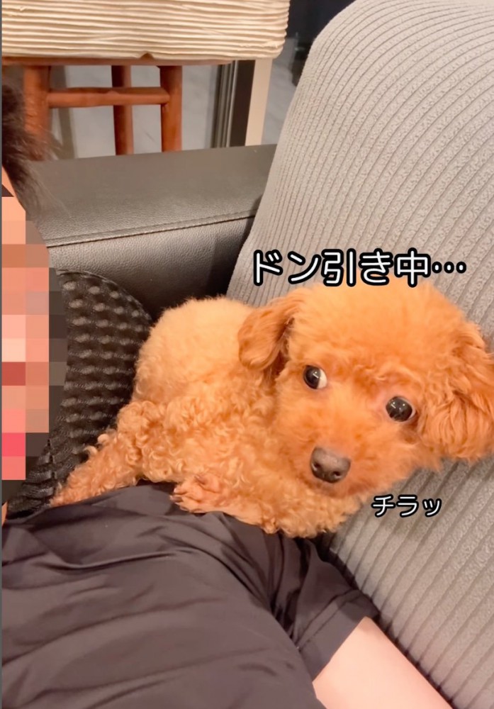 視線だけ向ける犬