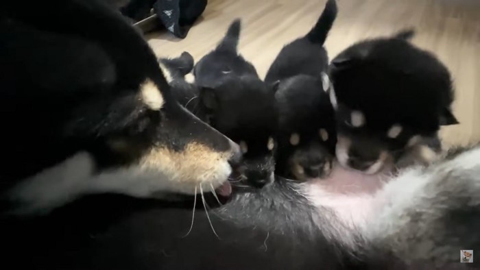 ミルクを飲む子犬たち