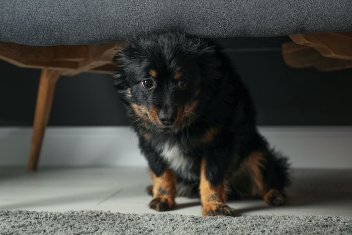 怯えて家具の下に隠れる子犬