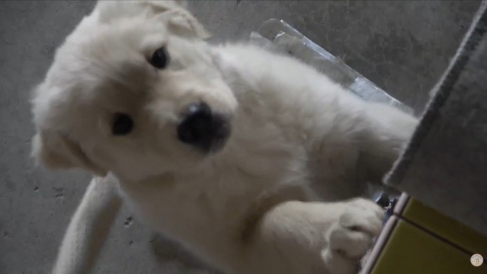 しっぽを振って大喜び♪