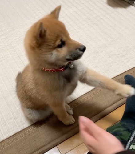 お手を練習する子犬