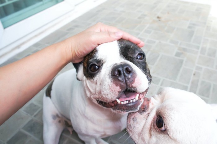 飼い主に撫でられて嬉しそうな顔をする犬