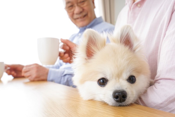 老夫婦に可愛がられている犬