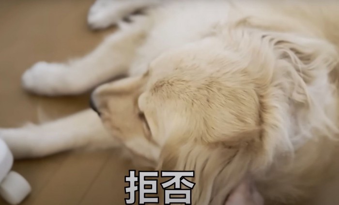 寝転がって拒否する犬