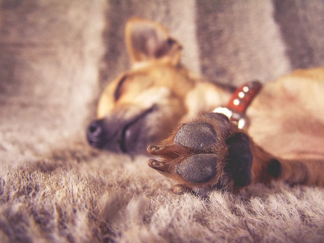 寝ている犬の肉球