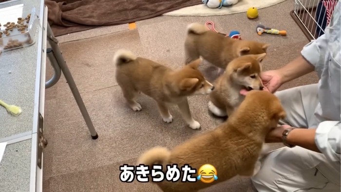 おやつに集まる4匹の子犬