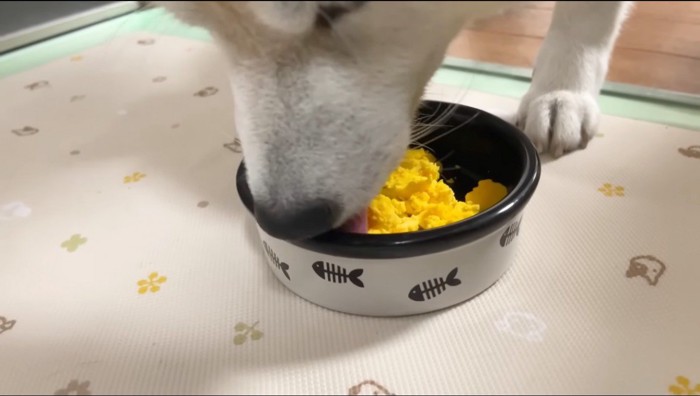 皿に入った卵の黄身を食べる犬