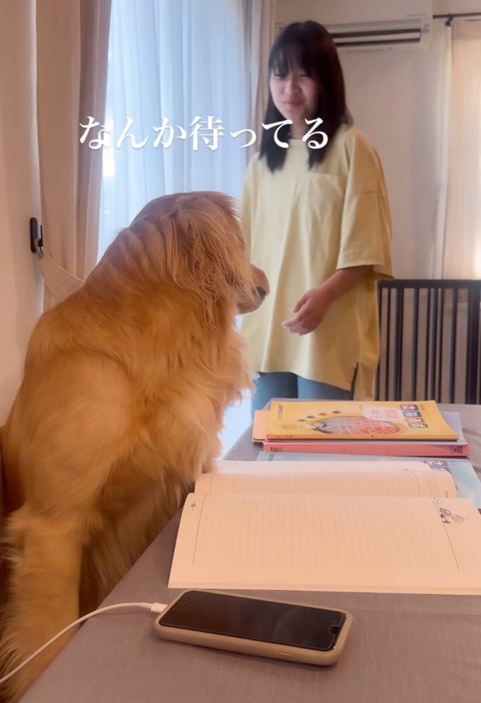 動かない大型犬