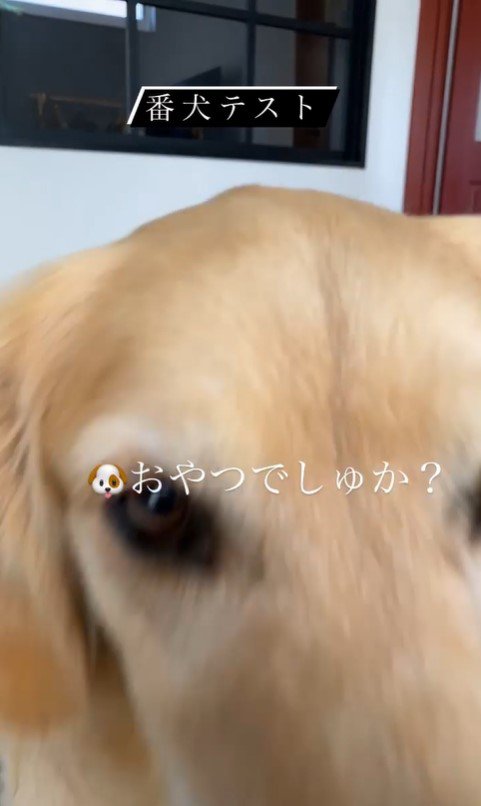 リノちゃんの番犬テスト⑩