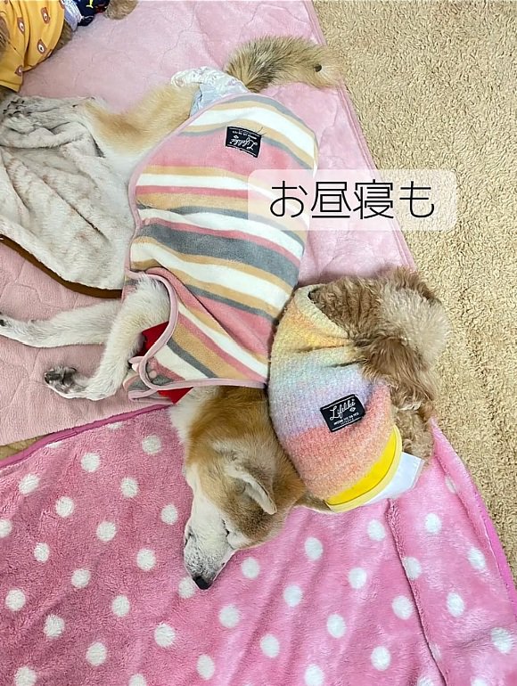 お昼寝するはち君とぷく君