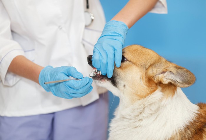 看護師さんに歯磨きされる犬