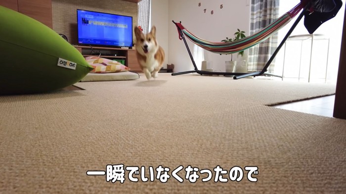 リビングを走る犬