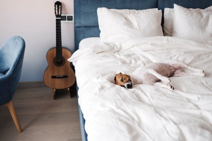 ベッドで眠る犬