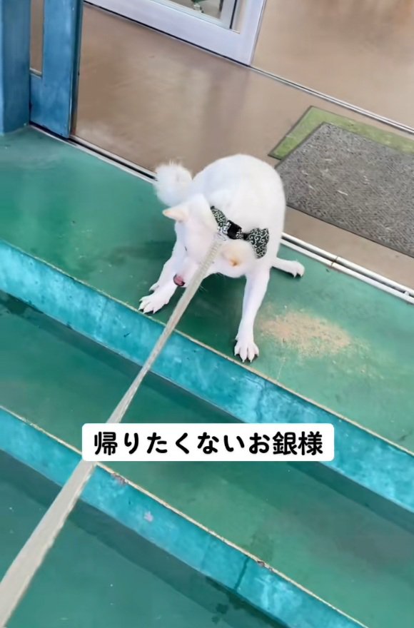 引きずられる銀くん