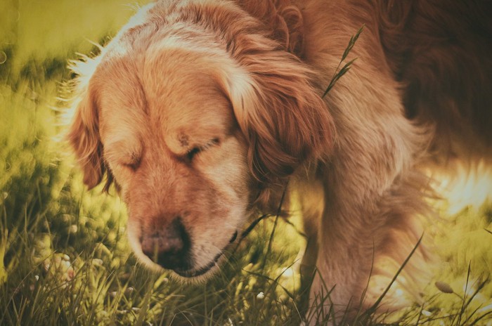 草の近くでくしゃみする犬