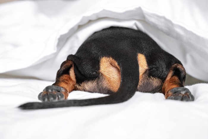 ベッドから覗く犬のおしり