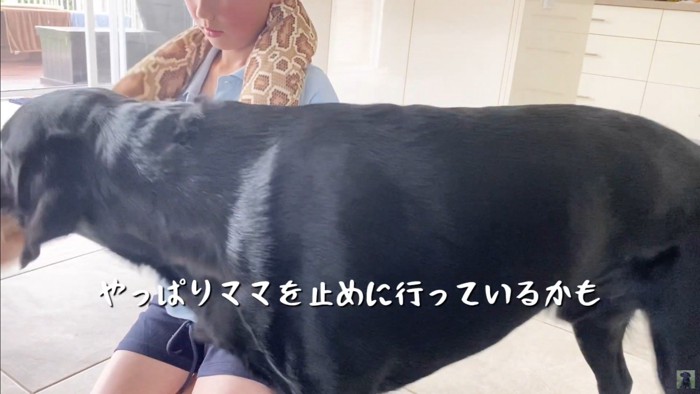 怒られる人形を見たえんぞう君の反応8