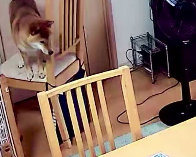 イスから降りられなくなった