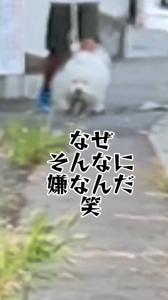 男性のハンカチを素通りする犬