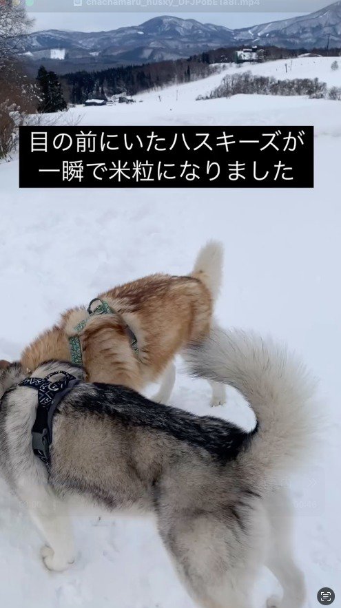 雪に顔を近づける茶色い犬と黒い犬