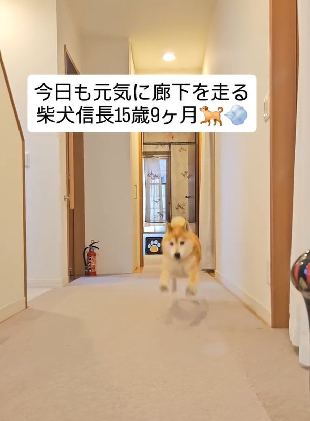 飛び跳ねるような信長くん