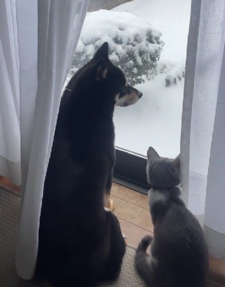 「これなんだろう？」「わかんない」