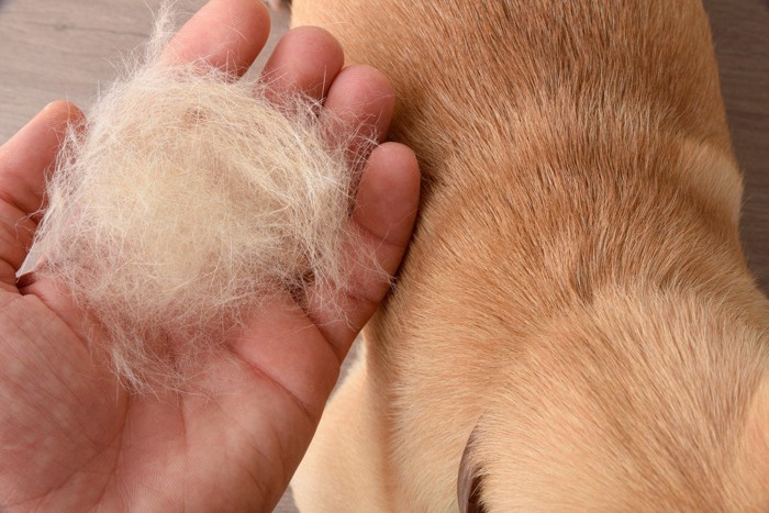 毛が抜けている犬の背中