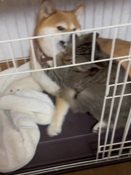 熱い抱擁をするゆずちゃん