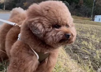風を受ける犬