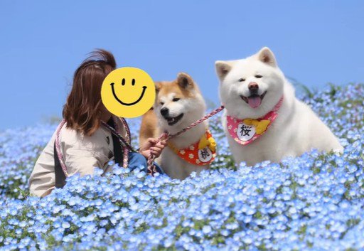 ネモフィラに囲まれてニッコリ♪