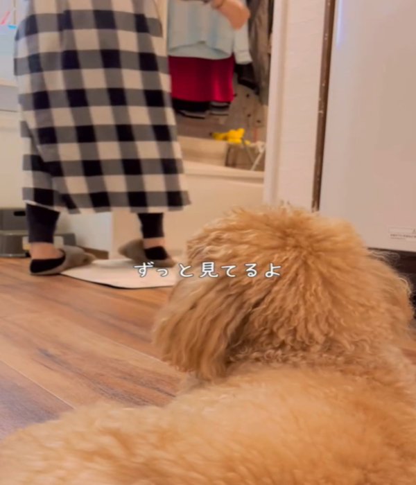 座る犬