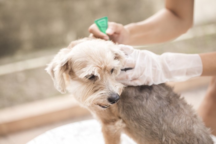 薬を塗る犬