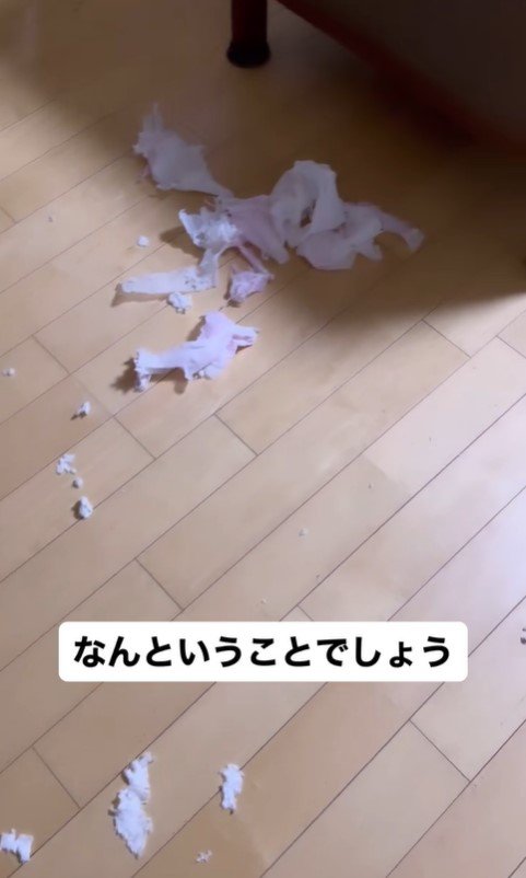 ペットシーツにイタズラするきなこちゃん