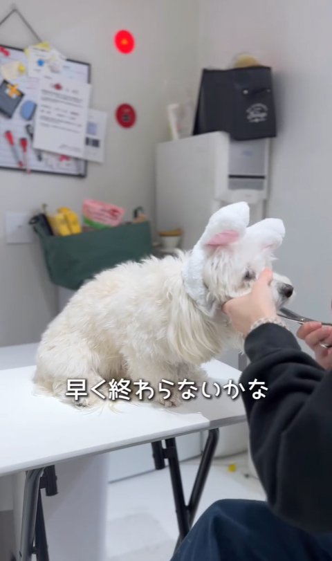 トリミングされる小型犬