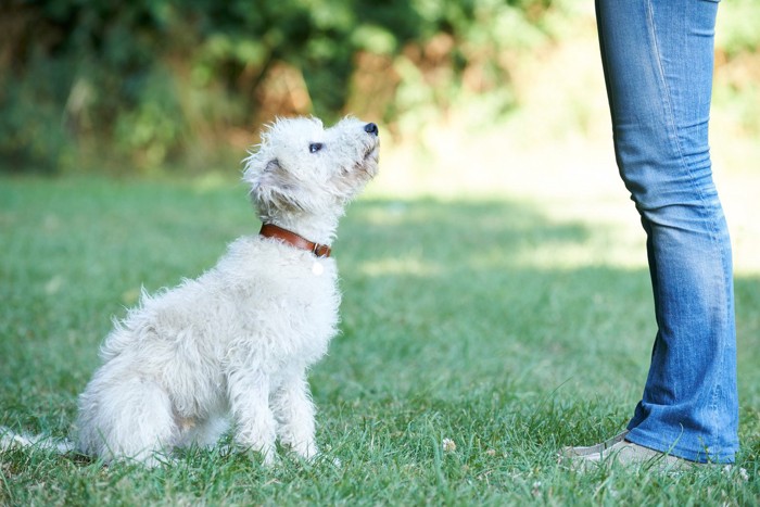 飼い主を見上げる犬