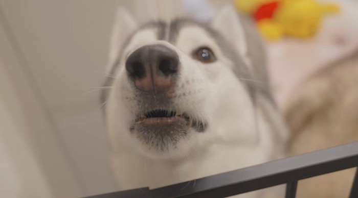 男性に不満をぶつけるように声をあげるグレーの犬